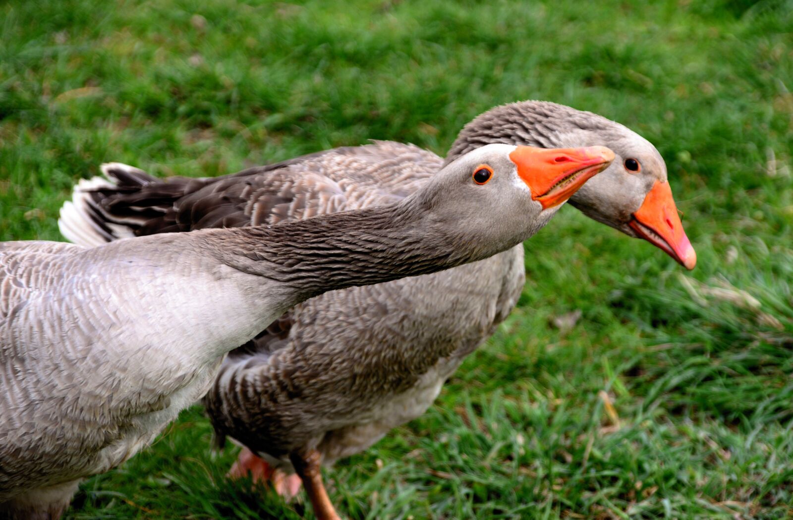 Nikon D610 sample photo. Geese, pair of goose photography