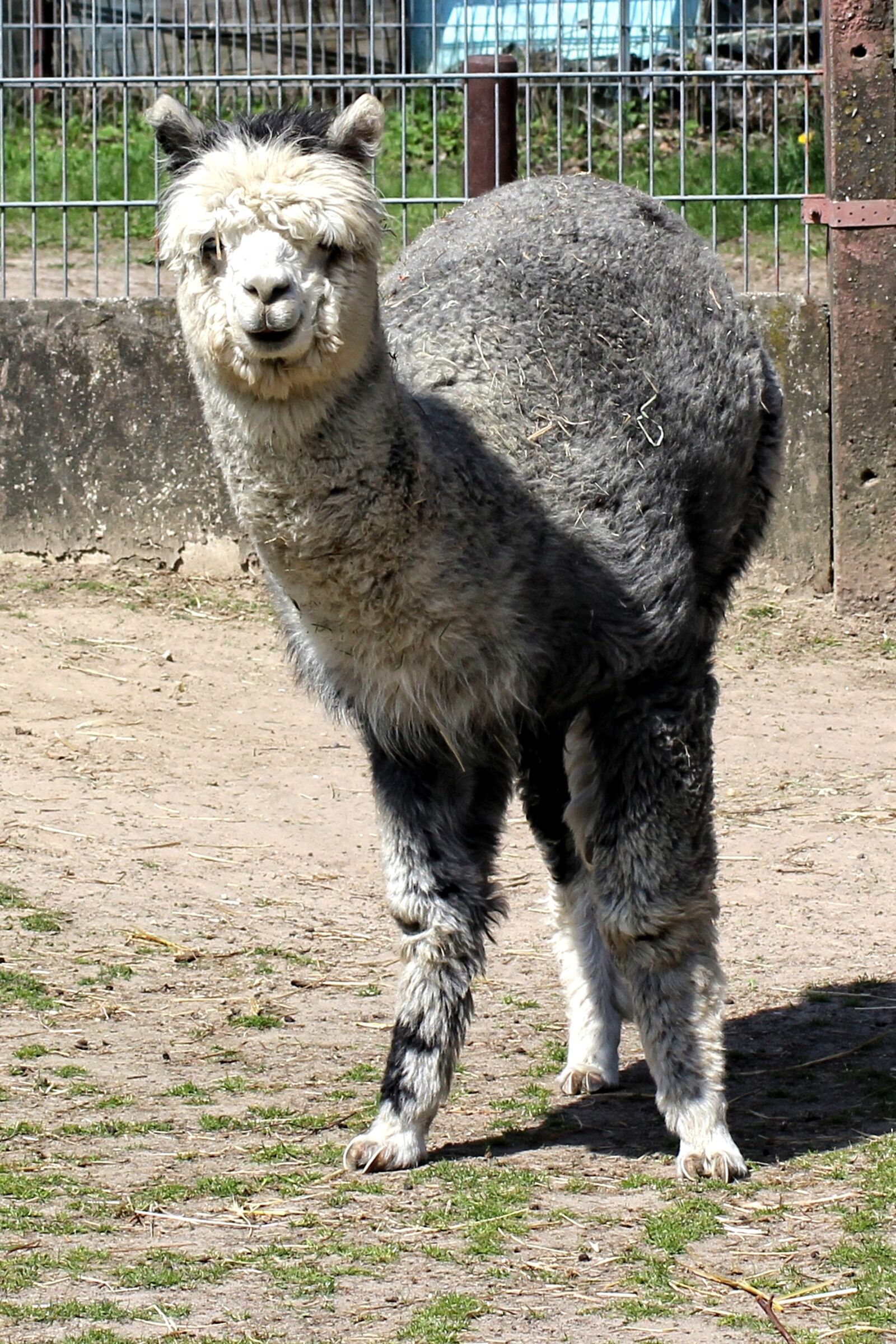 Canon EOS 600D (Rebel EOS T3i / EOS Kiss X5) sample photo. Alpaca, animal, pako photography