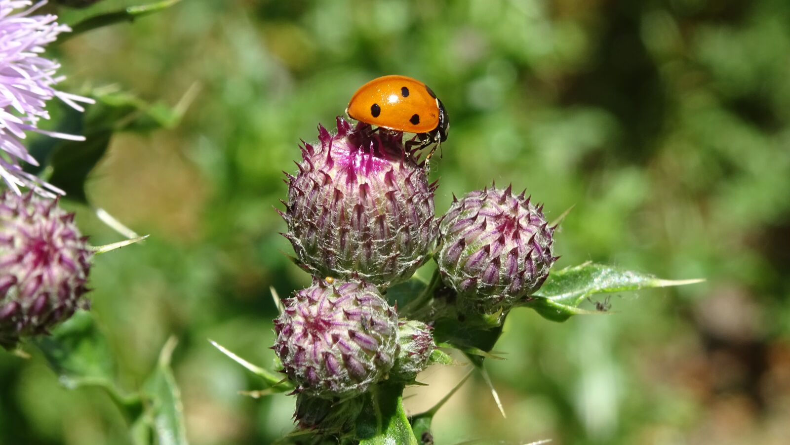 Sony DSC-HX60 sample photo. Ladybug, insect, thistle photography