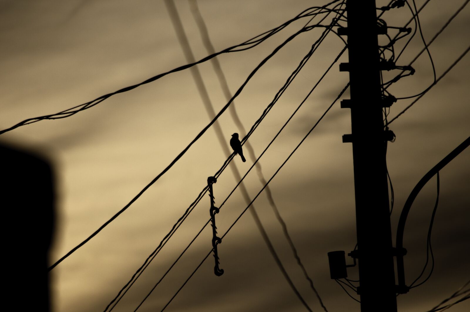 Nikon D90 sample photo. Sunrise, shadow, nature photography