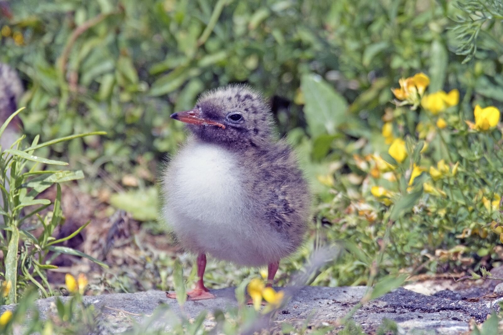 Nikon D500 sample photo. River tern, chick of photography