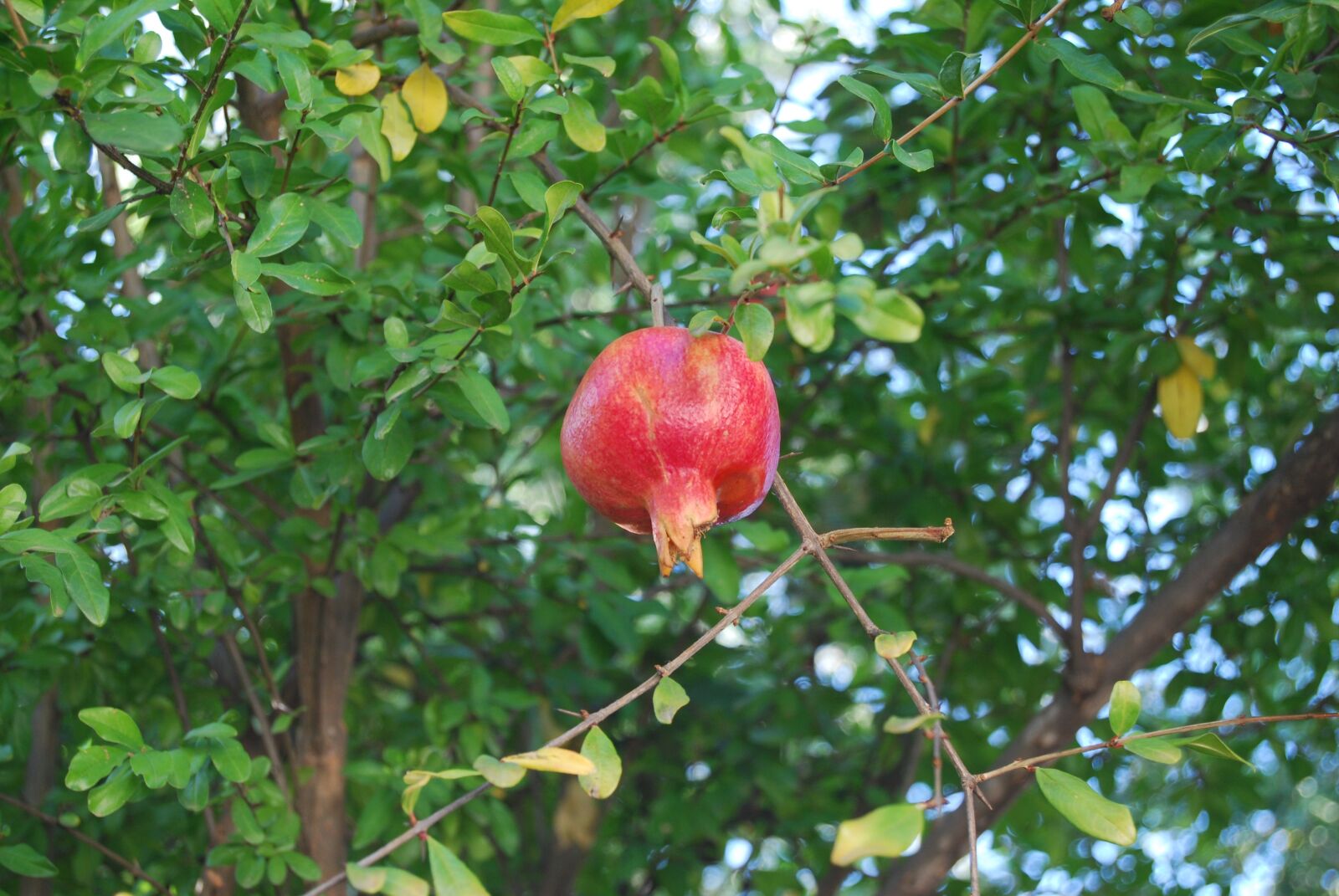 Nikon D40X sample photo. Granada, fruit, granado photography