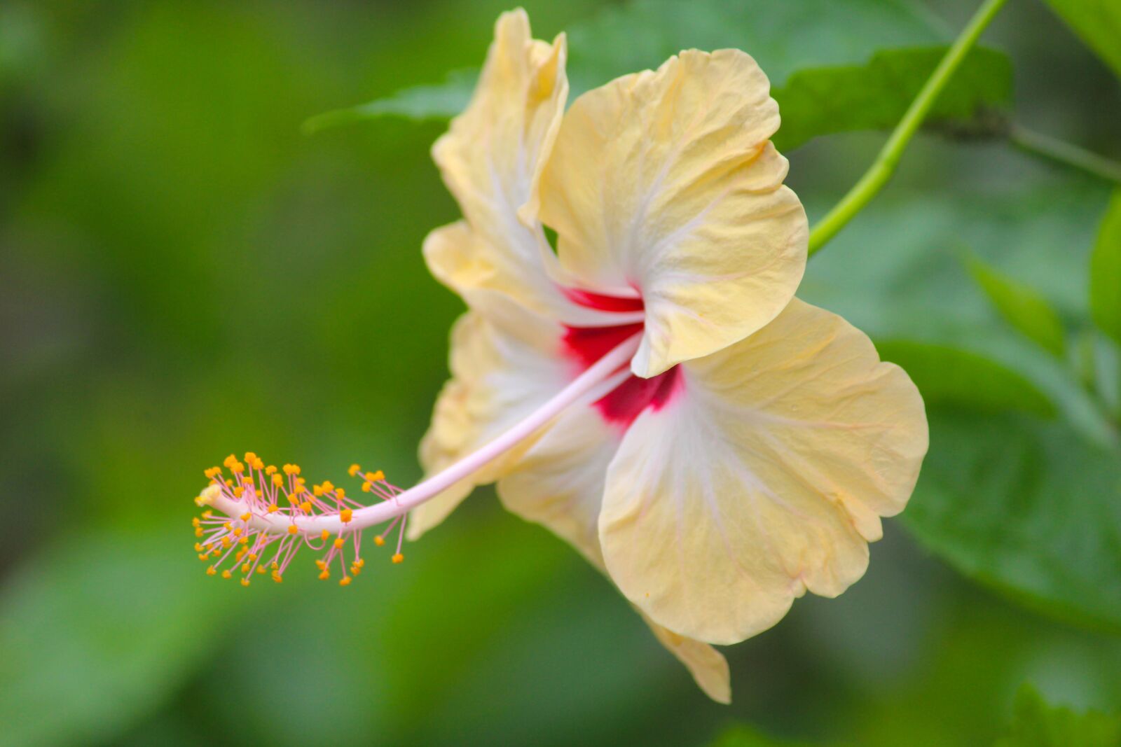 Canon EOS 1200D (EOS Rebel T5 / EOS Kiss X70 / EOS Hi) + Canon EF-S 55-250mm F4-5.6 IS II sample photo. Hibiscus, flower, petals photography