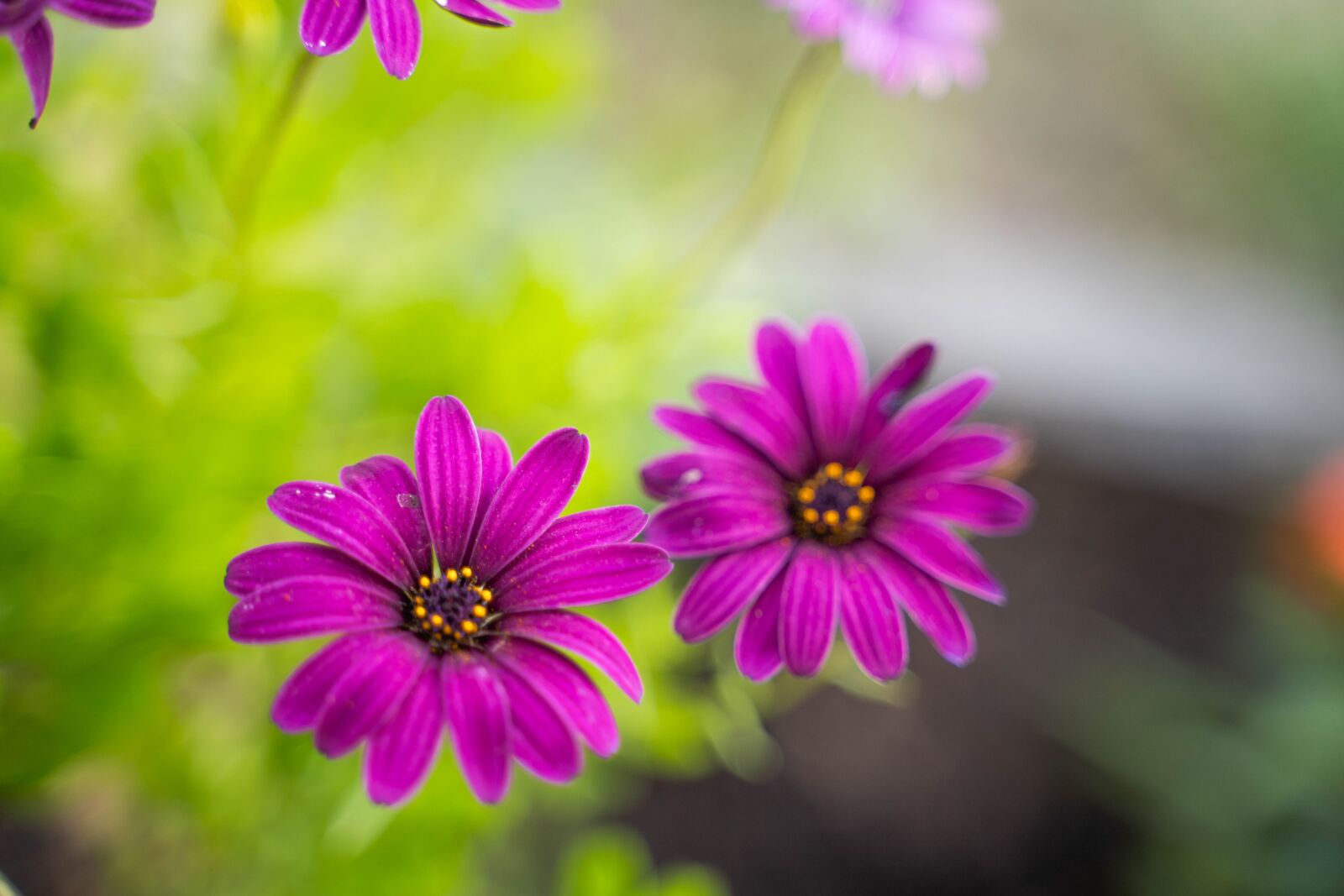 Sony a7 III sample photo. Flowers, purple flowers, garden photography