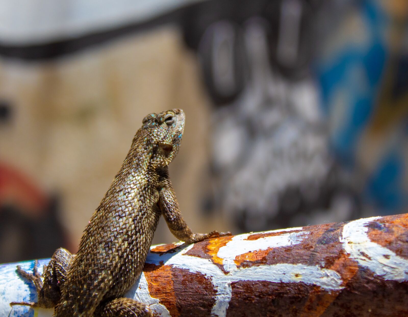 Canon EOS 1300D (EOS Rebel T6 / EOS Kiss X80) sample photo. Lizard, graffiti, wall photography