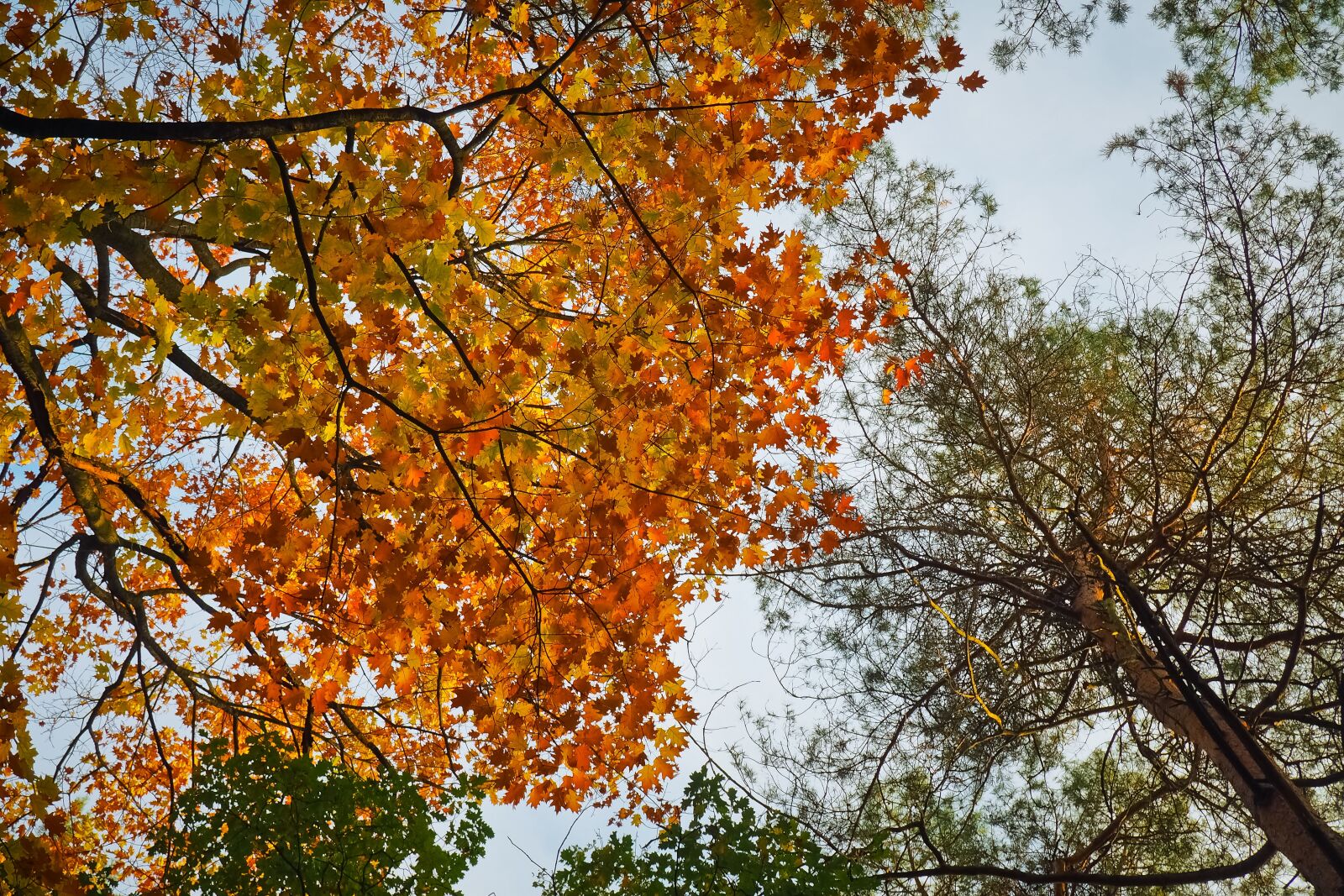 Olympus OM-D E-M10 sample photo. Autumn, autumn mood, fall photography