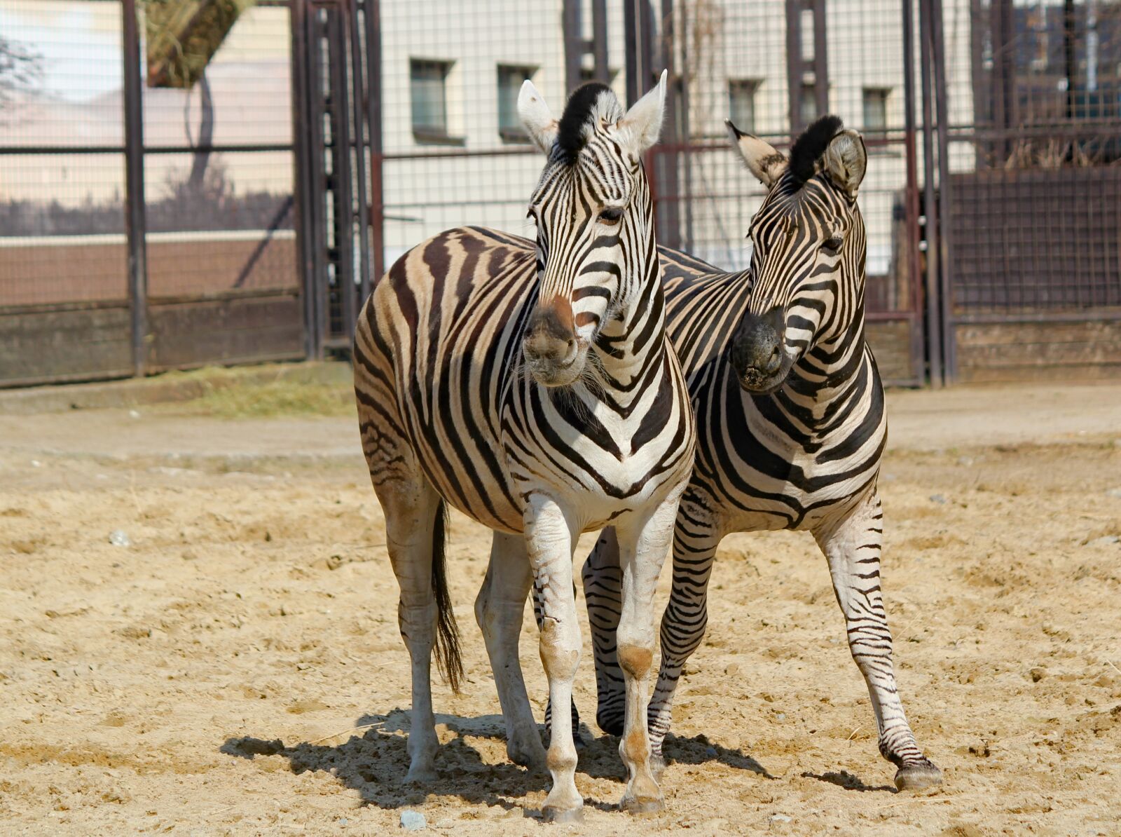 Canon EOS 550D (EOS Rebel T2i / EOS Kiss X4) sample photo. Zebras, a pair of photography
