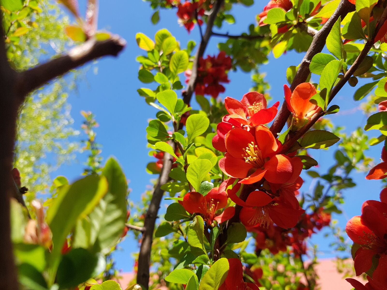 Samsung Galaxy S8 sample photo. Tree, nature, branch photography