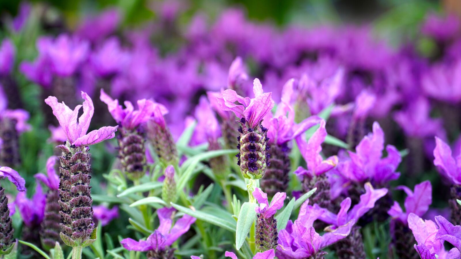 Sony E PZ 18-105mm F4 G OSS sample photo. Lavender, blossom, bloom photography