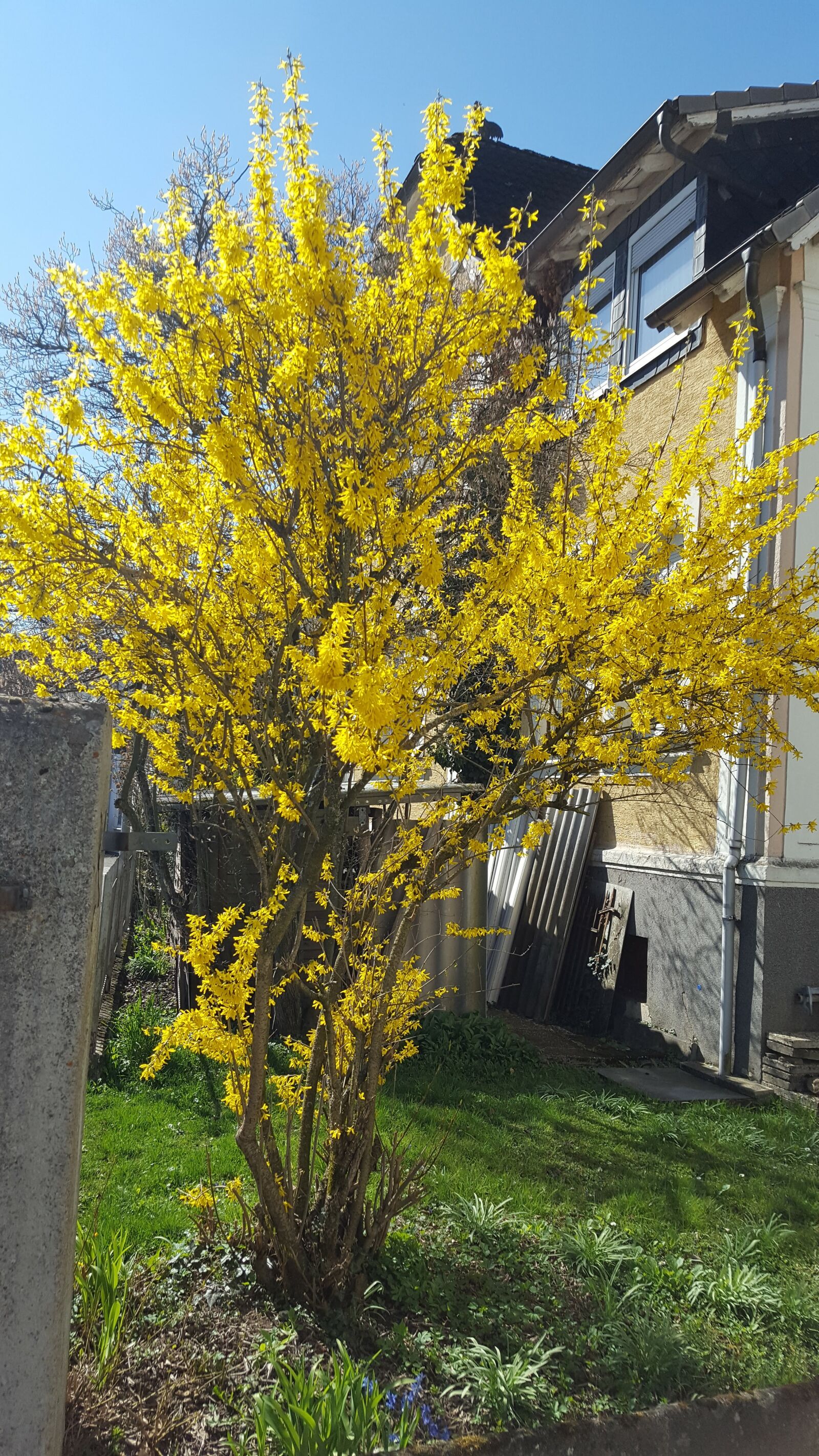 Samsung Galaxy S6 sample photo. Yellow, bush, in the photography