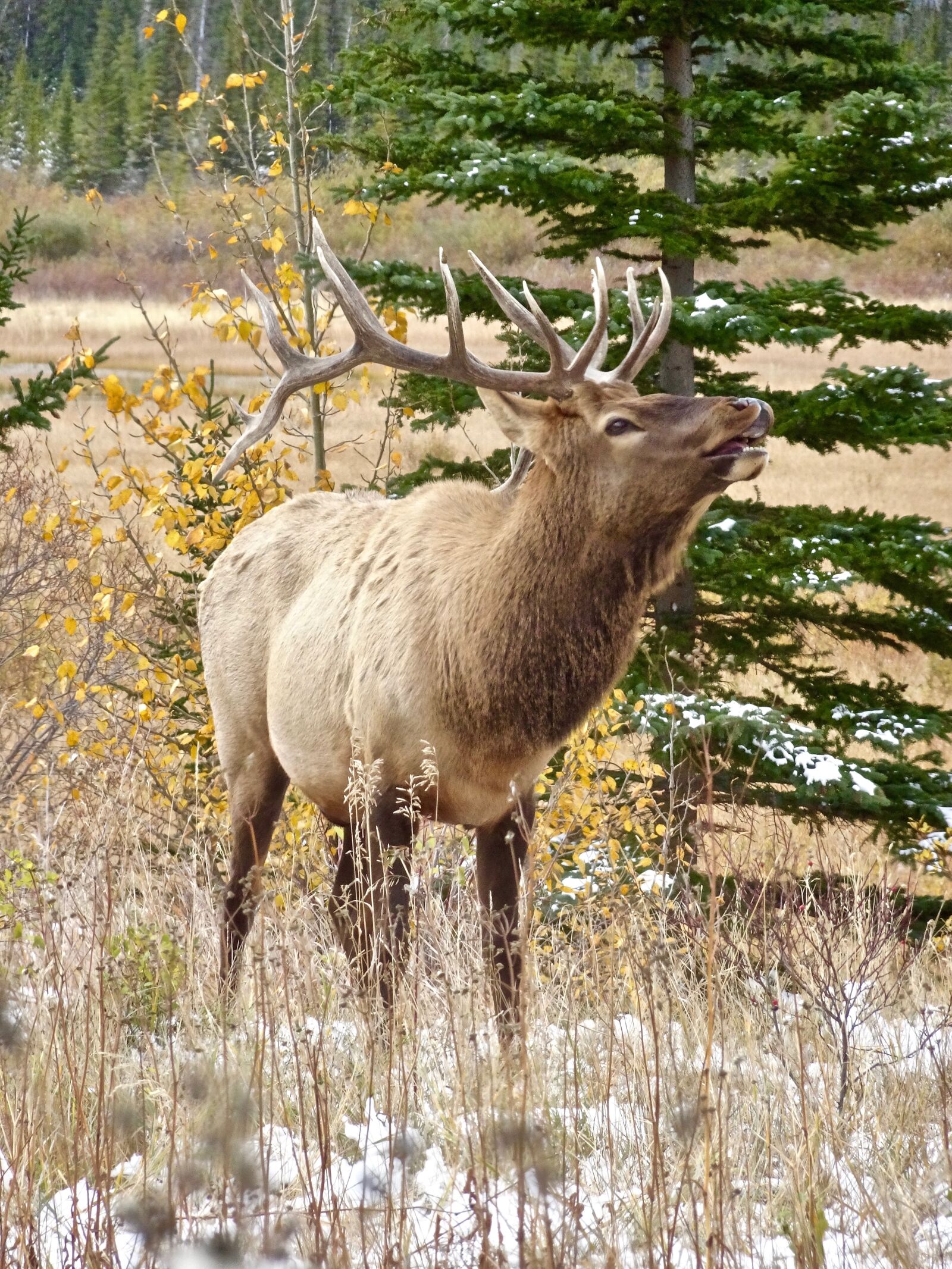 Sony Cyber-shot DSC-HX90V sample photo. Stag, elk, calling photography
