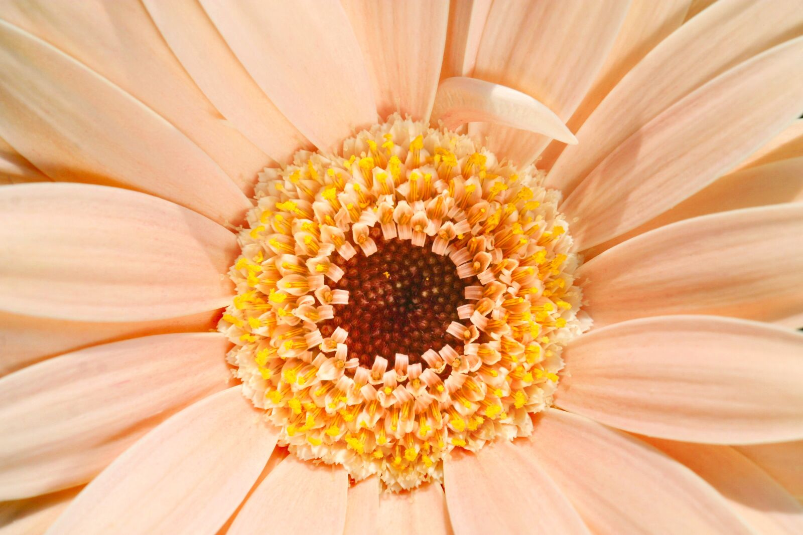 Canon EOS D60 sample photo. Pale, peach, pastel photography
