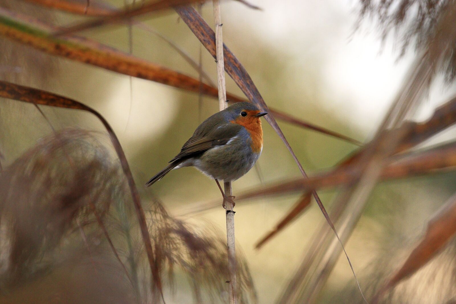 Canon EOS 7D Mark II sample photo. Plumage, songbird, bird photography
