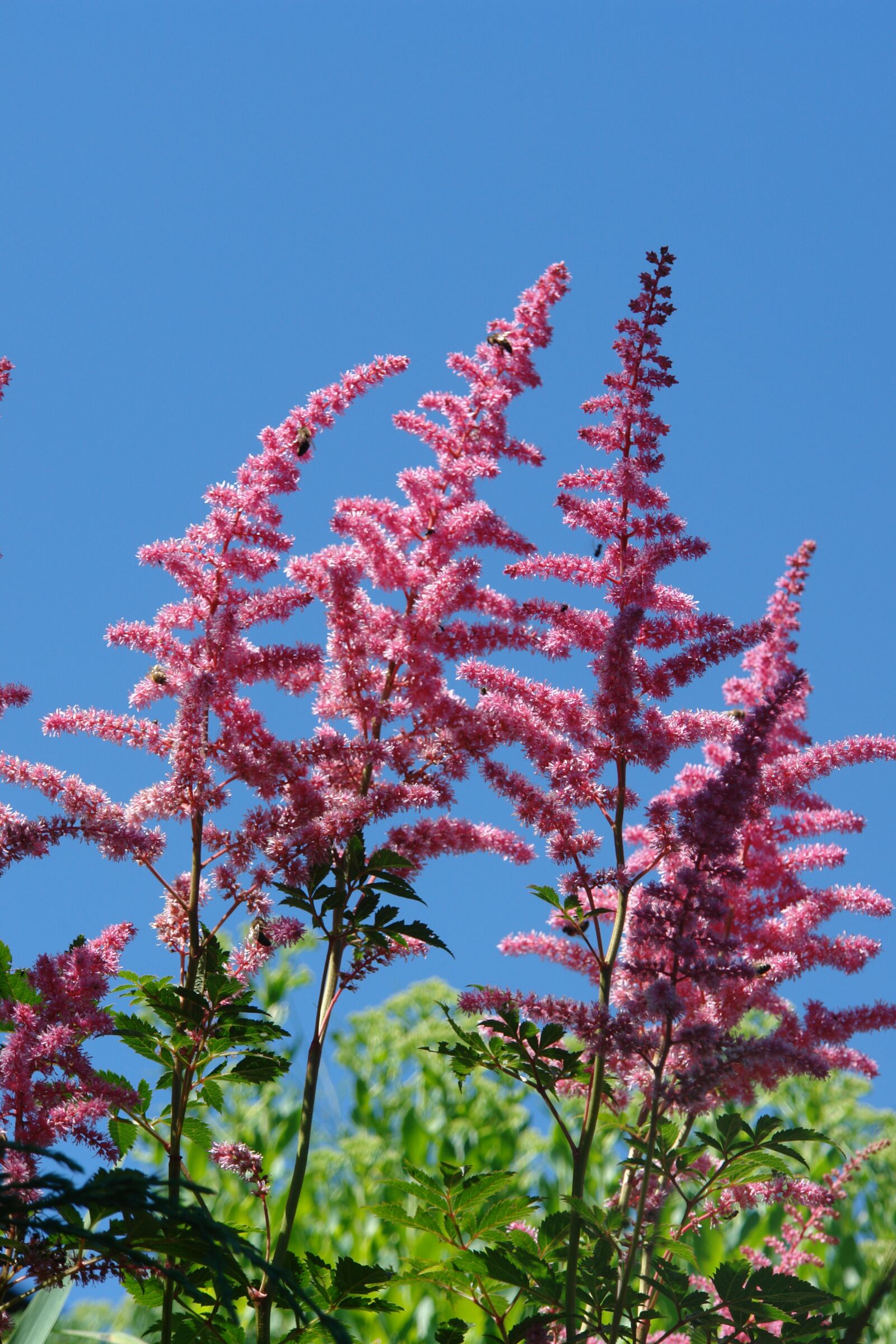 Sony DSC-R1 sample photo. Astilbe, garden, flower photography