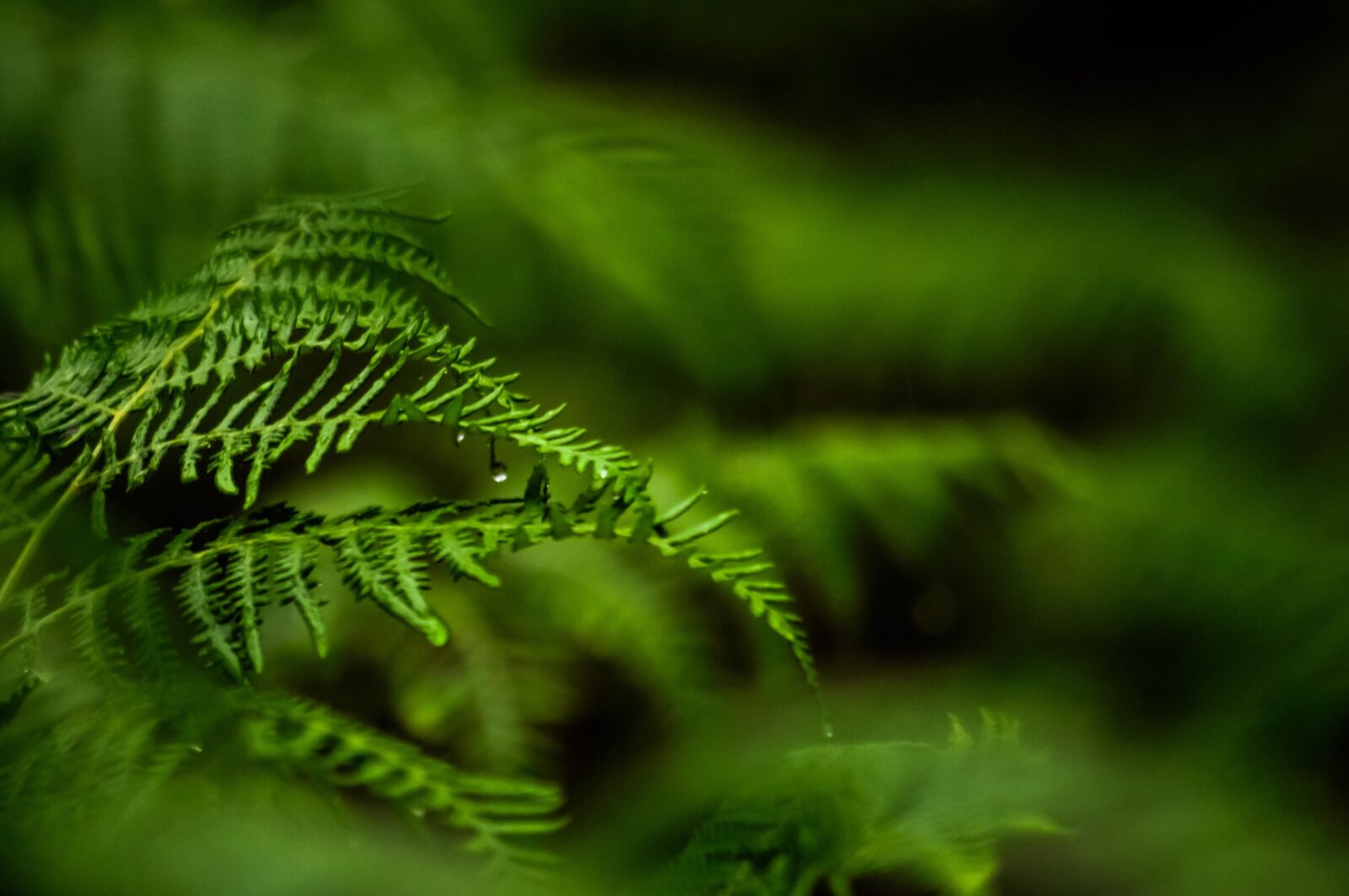 Nikon D90 sample photo. Fern, green, nature photography