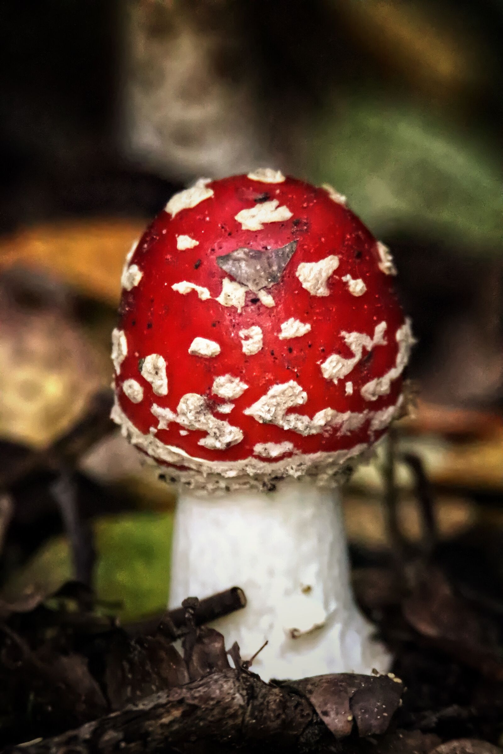 Tamron SP 150-600mm F5-6.3 Di VC USD G2 sample photo. Forest, fly agaric, autumn photography