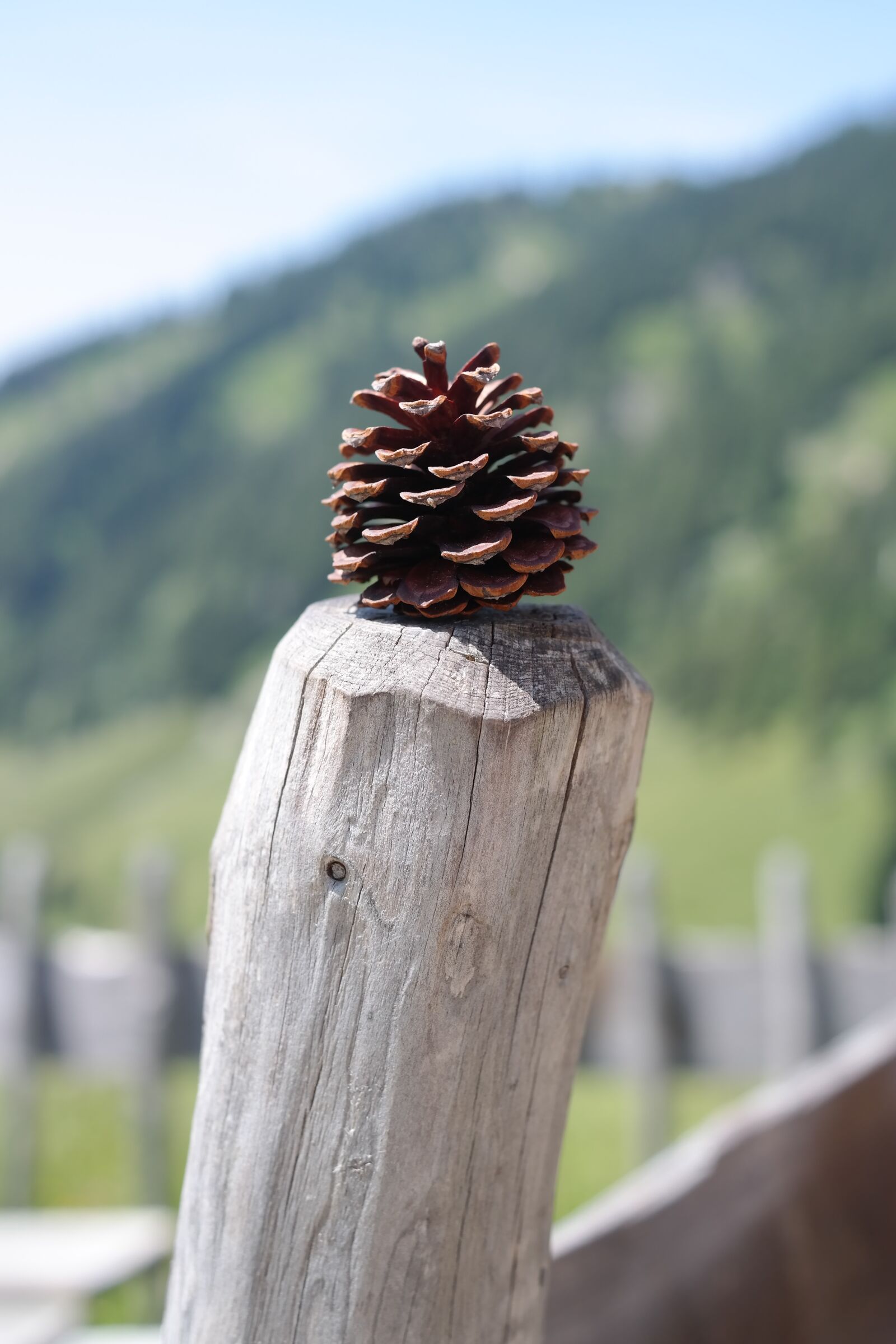 Samsung NX300 sample photo. Pine cones, tap, strobilus photography