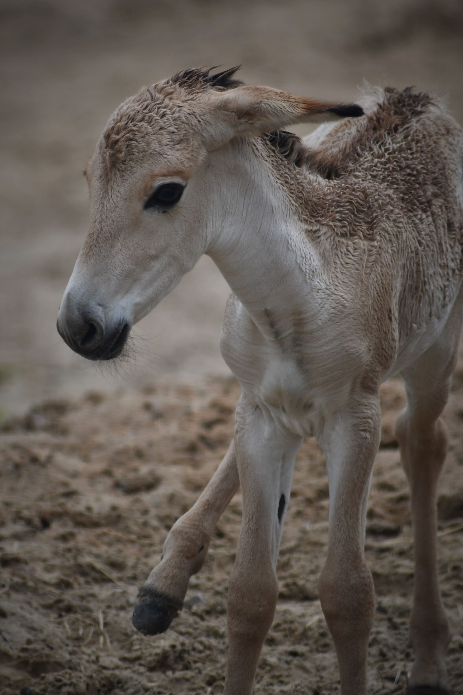 Nikon D7500 sample photo. Mule, foal, zoo photography