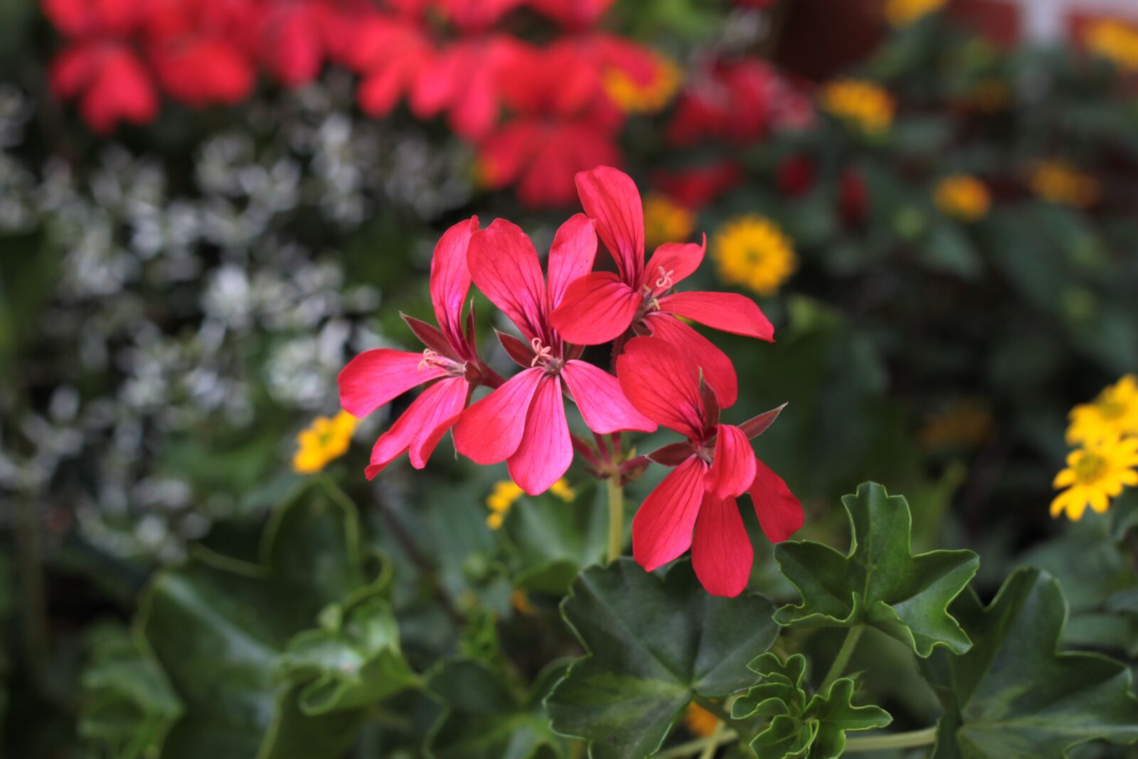 Canon EOS 500D (EOS Rebel T1i / EOS Kiss X3) sample photo. Flower, red, blossom photography