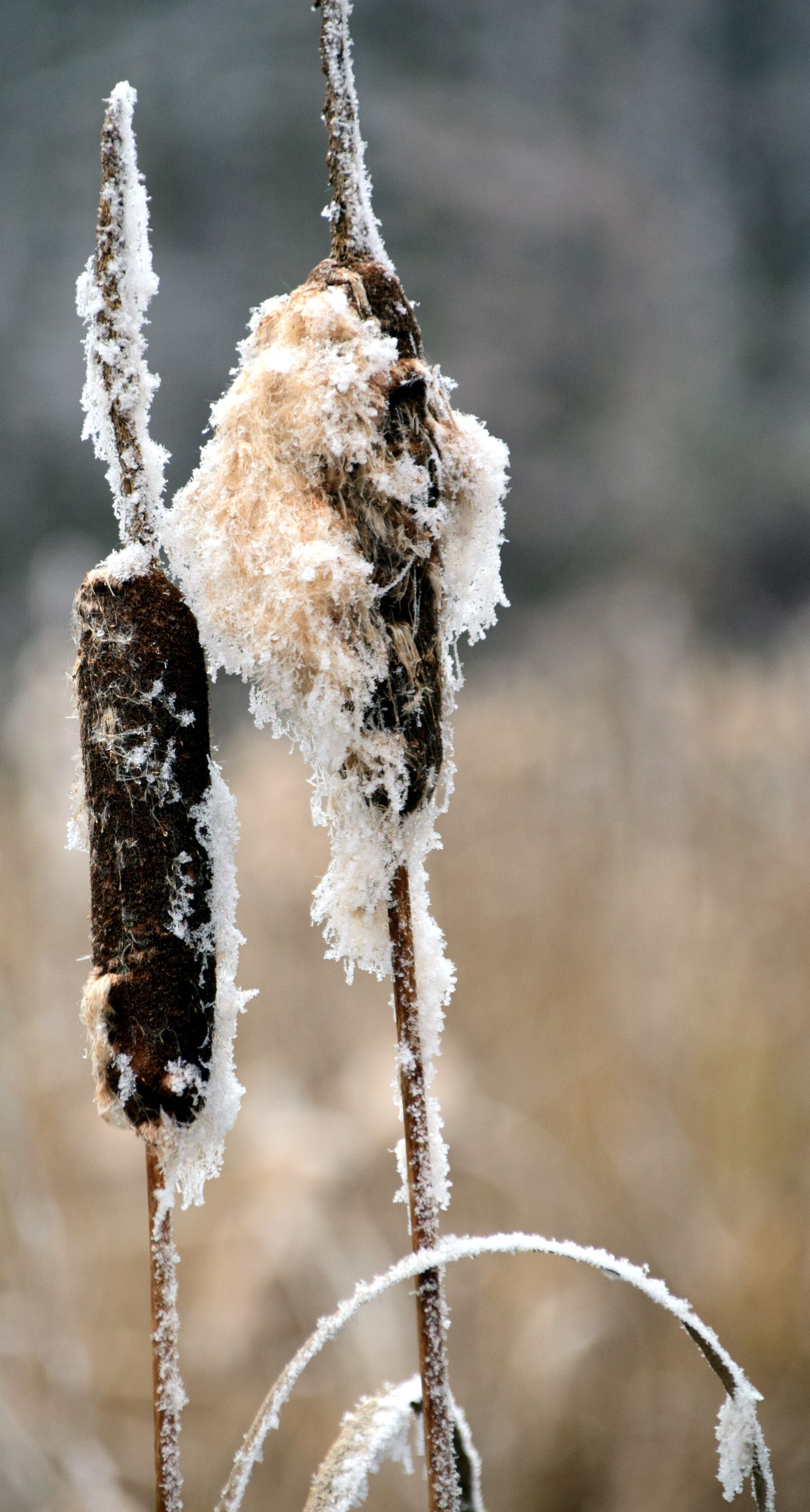 Nikon D3300 sample photo. Reed, winter, snow photography