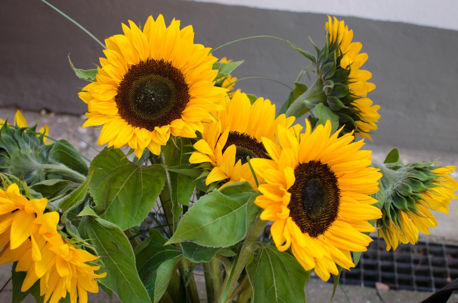 Nikon D5100 sample photo. Sunflower, summer, garden photography