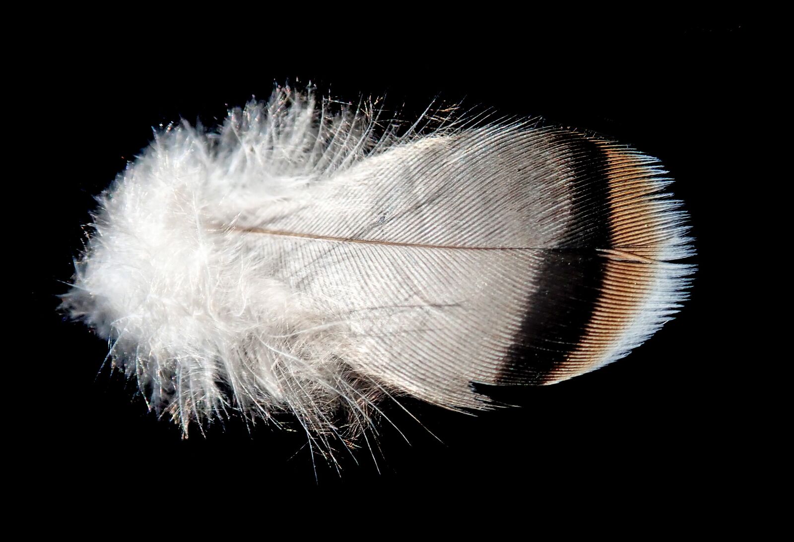 Olympus TG-5 sample photo. Feather, plumage, bird photography