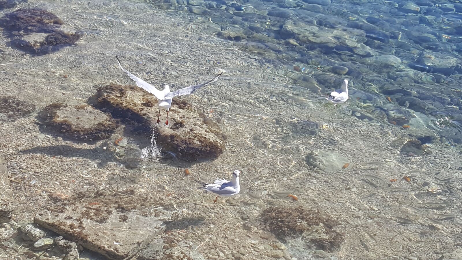 Samsung GALAXY S6 edge sample photo. Transparency, sea, bird photography