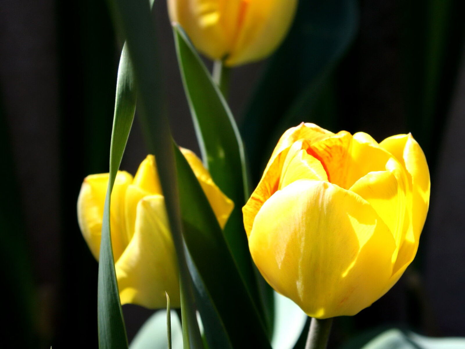 f/3.5-5.6 IS sample photo. Three, yellow, tulip garden photography