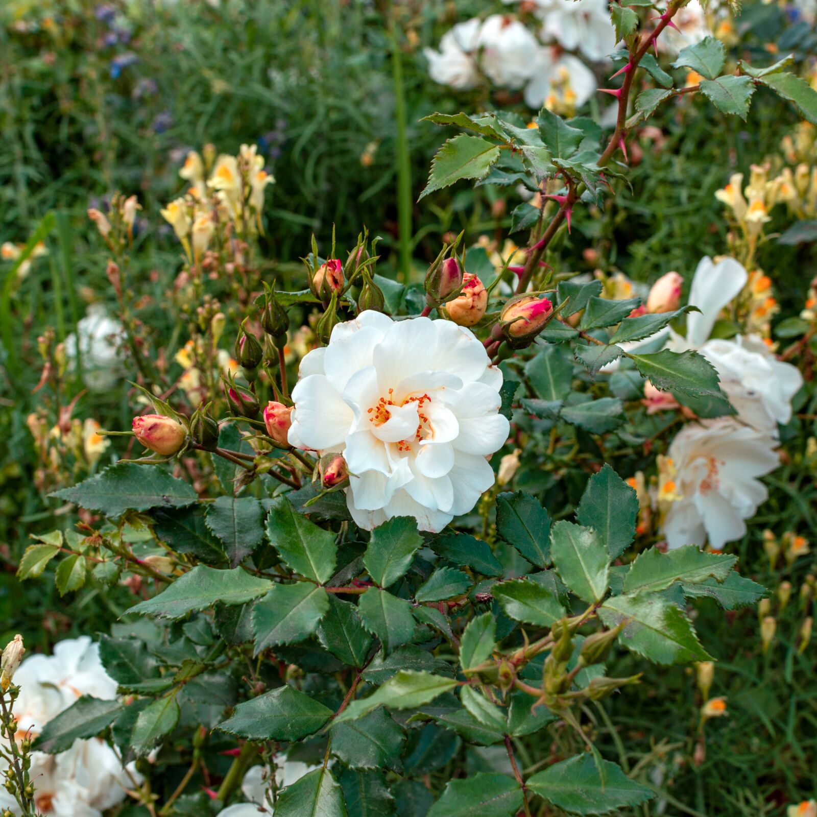 Nikon D3200 sample photo. Rose, garden, flowers photography