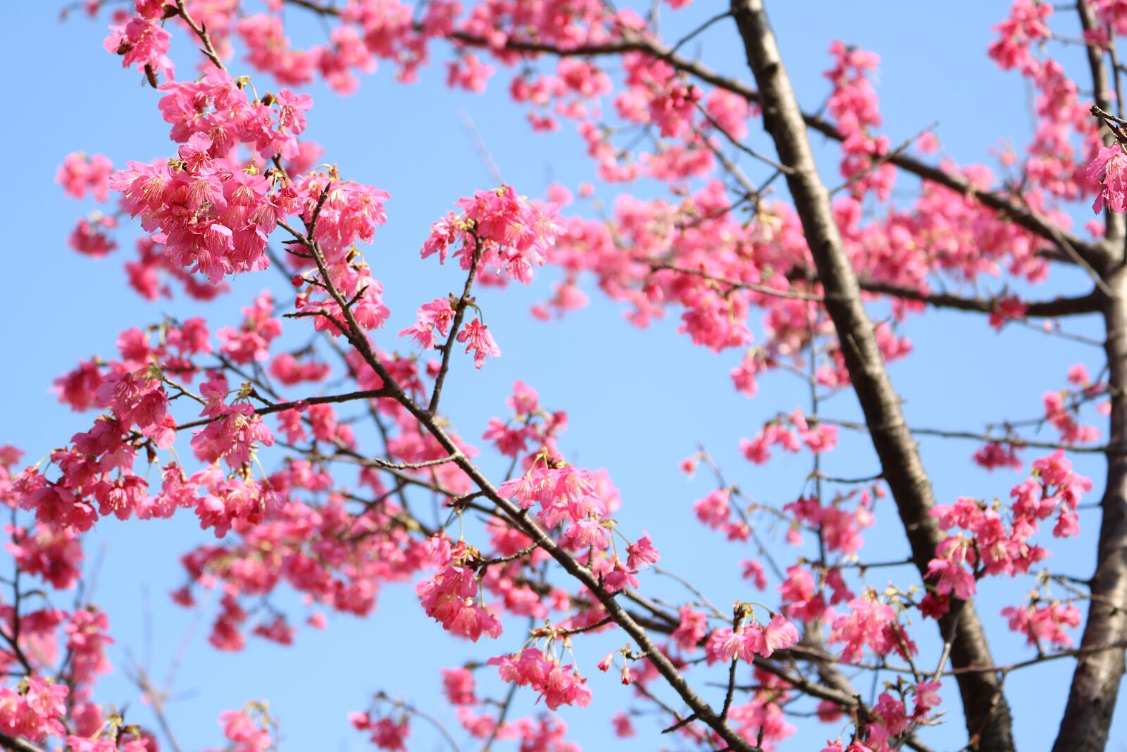 Canon EOS 750D (EOS Rebel T6i / EOS Kiss X8i) sample photo. Cherry blossoms, flower, plant photography