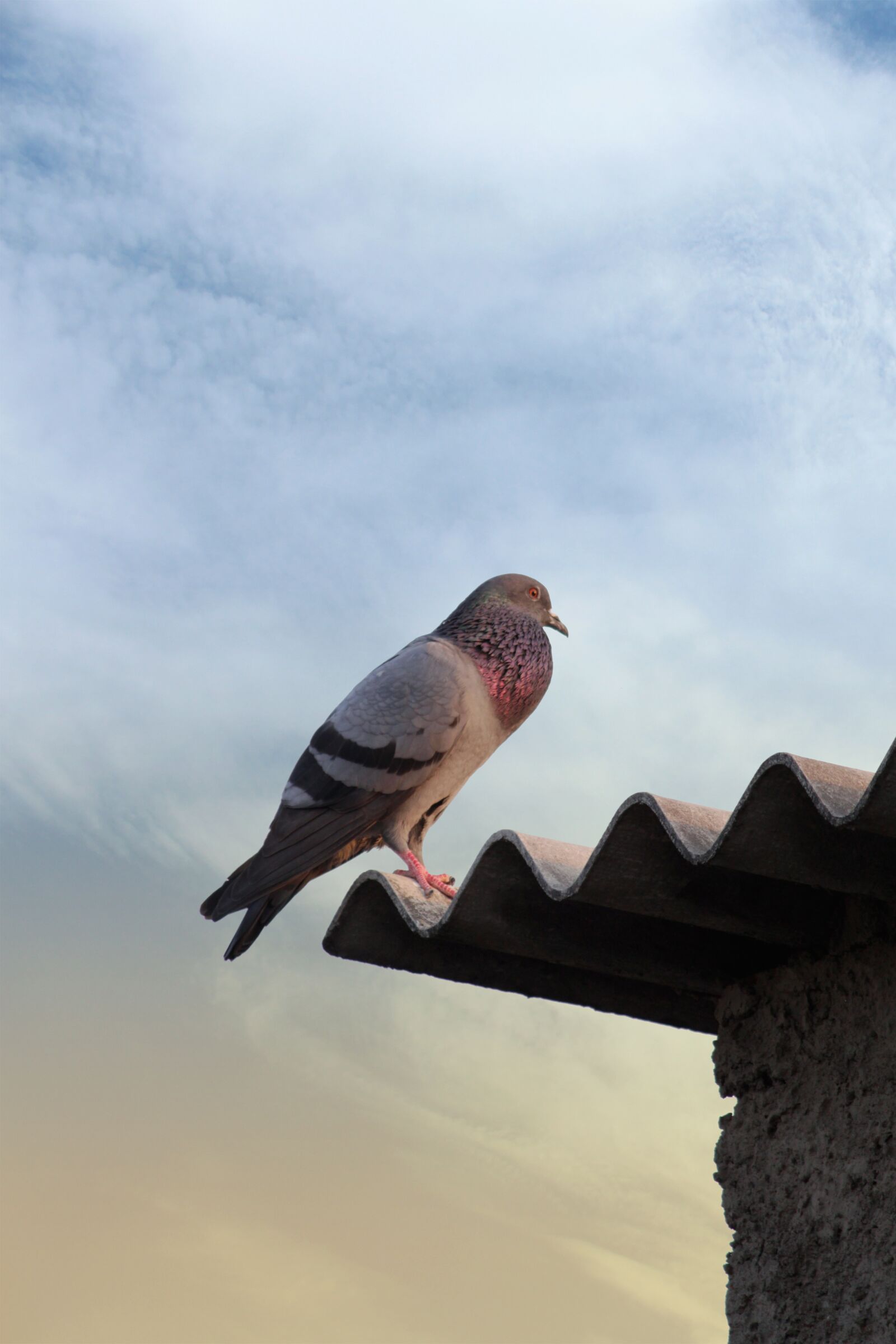 Canon EOS 700D (EOS Rebel T5i / EOS Kiss X7i) sample photo. Bird, nature, pigeon photography