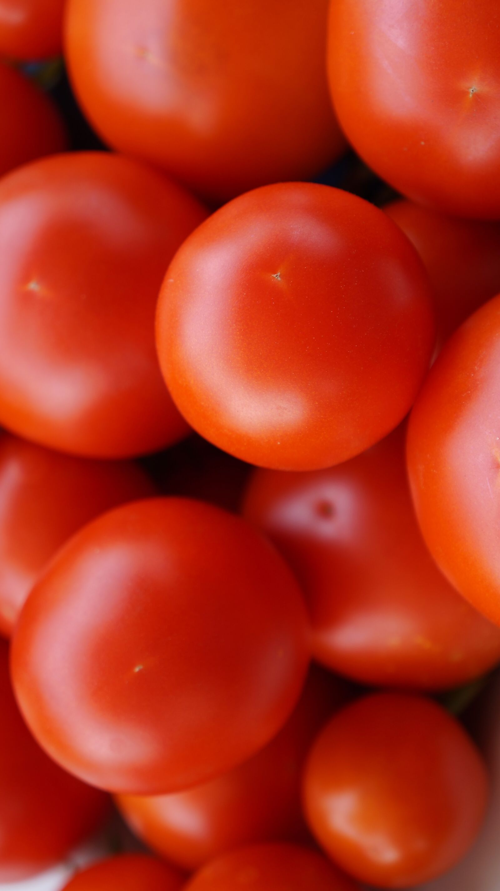 Sony Alpha a3000 sample photo. Tomatoes, red, ripe photography