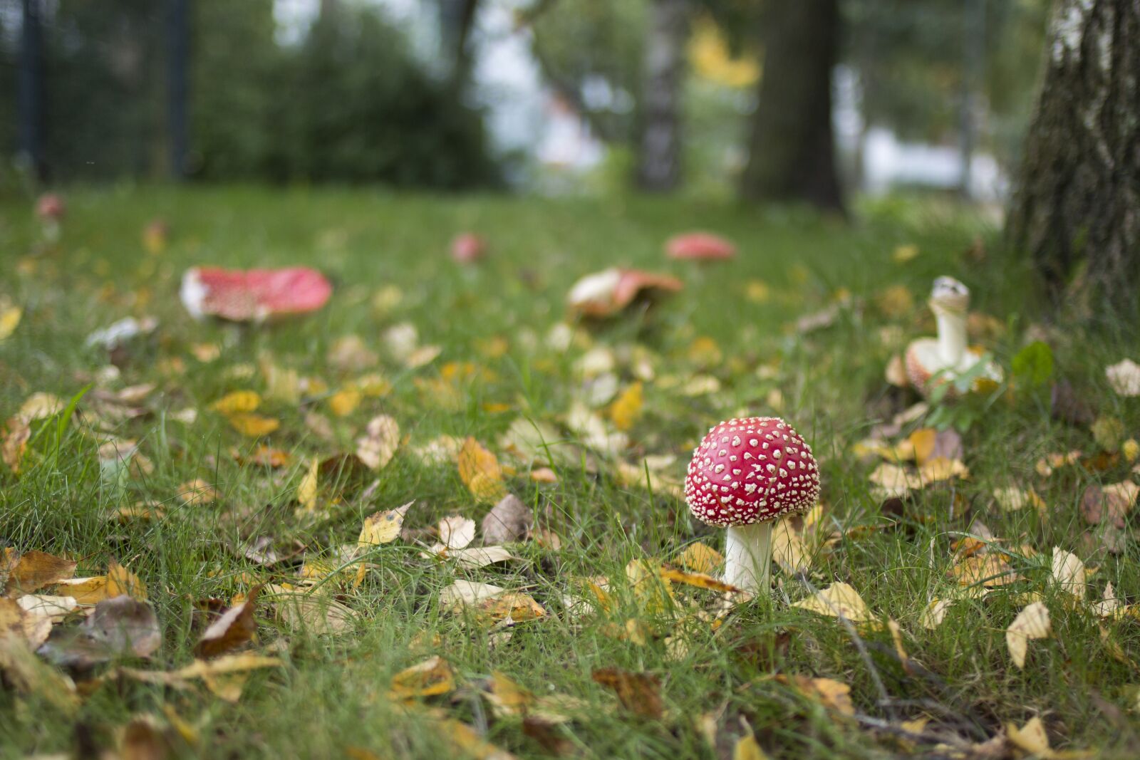 Canon EF 35mm F2 sample photo. Mushroom, autumn, grass photography