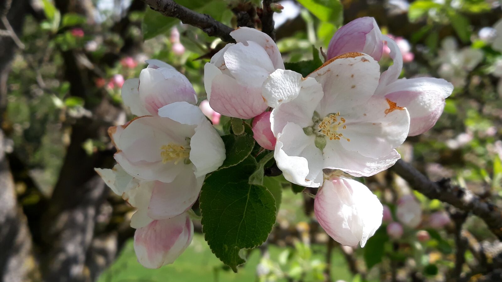 Samsung Galaxy J7 sample photo. Apple tree, apple blossoms photography
