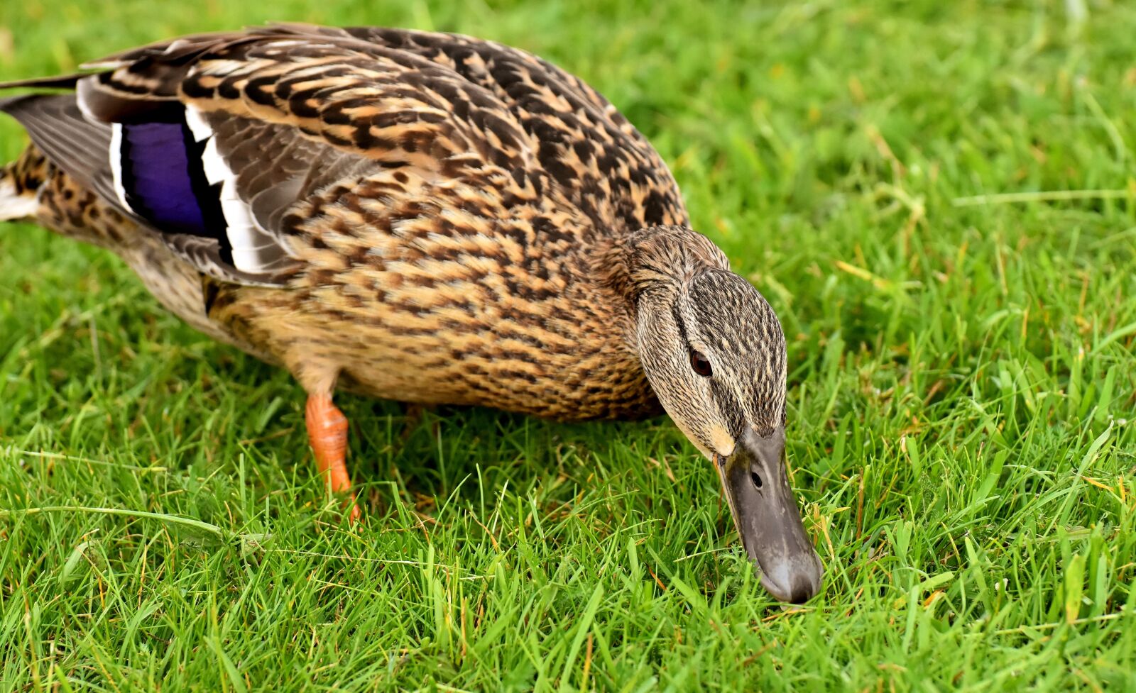 Nikon D7200 sample photo. Mallard, cute, nature photography