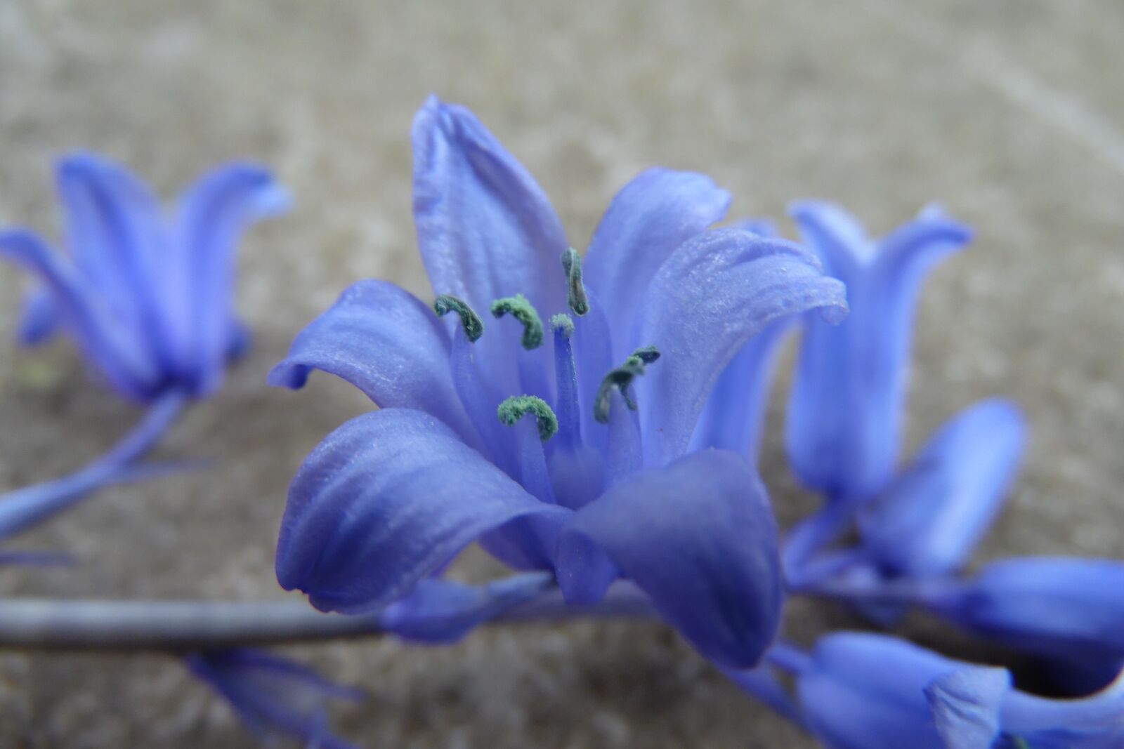 Samsung WB1100F/WB1101F/WB1102F sample photo. Blue-violet, flower, bell photography