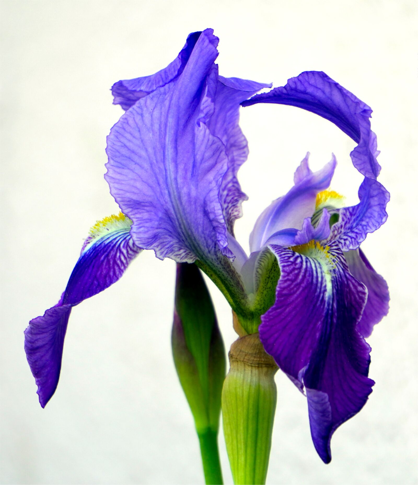 Sony a6400 + Sony E 55-210mm F4.5-6.3 OSS sample photo. Iris, blue, flower photography