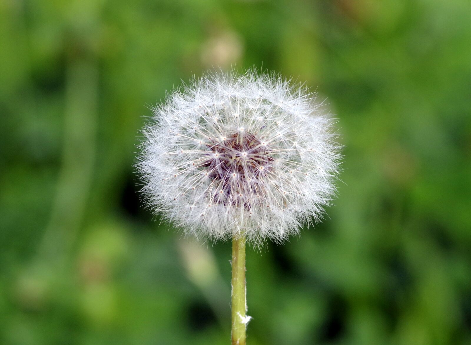 Pentax K-S2 sample photo. Dandelion, fluffy, white photography