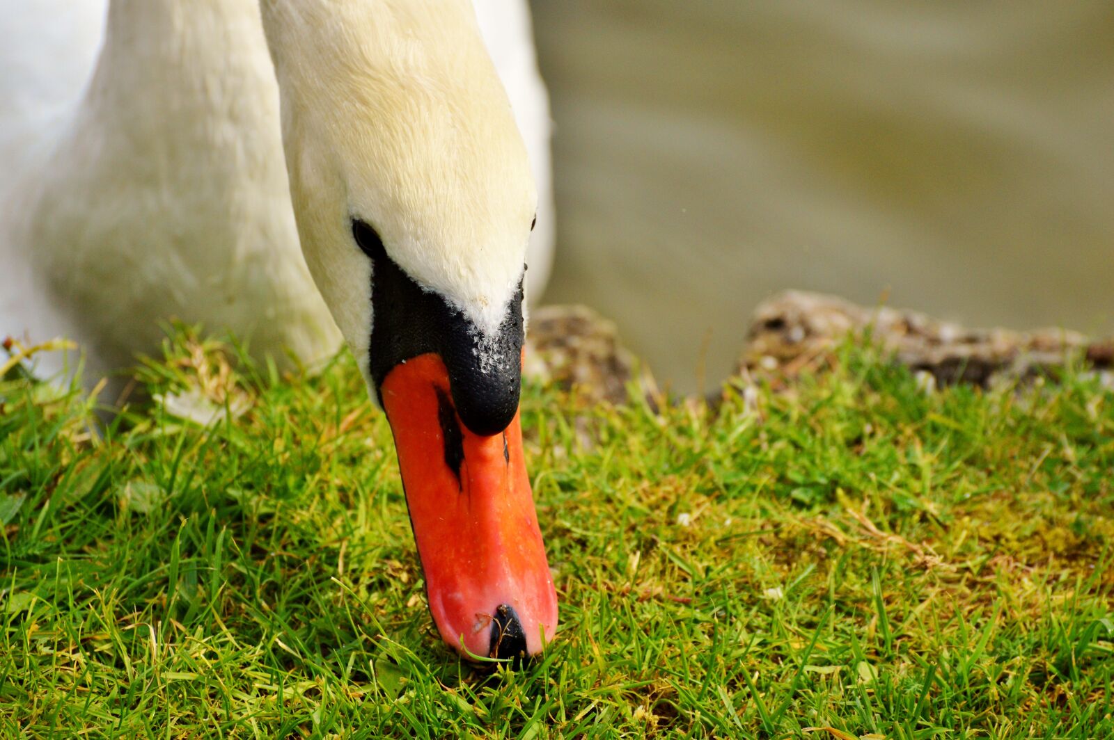 Nikon D3200 sample photo. Swan, swan head, water photography