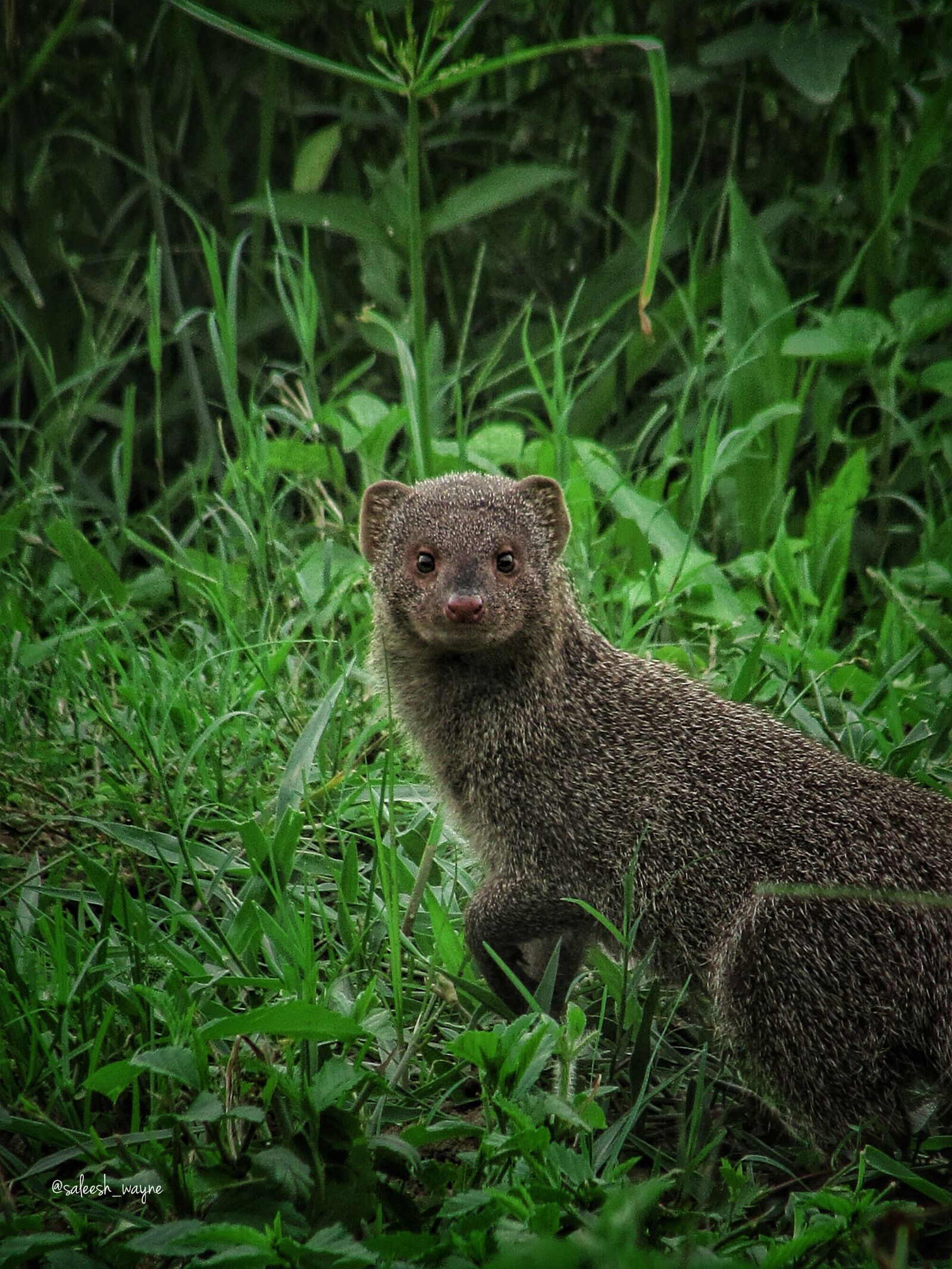 Canon PowerShot SX510 HS sample photo. Mangoose, indian grey mongoose photography