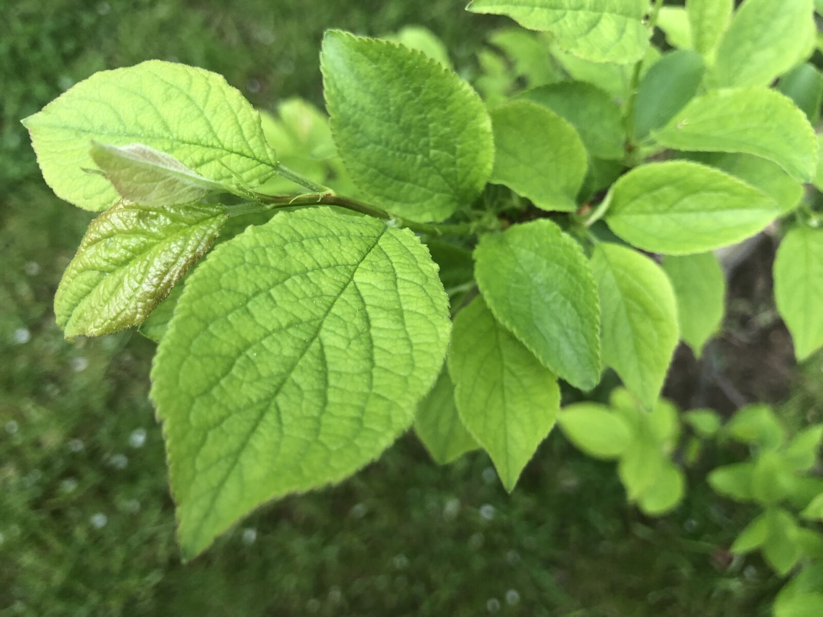 iPhone 8 back camera 3.99mm f/1.8 sample photo. Leaves, branch, green photography