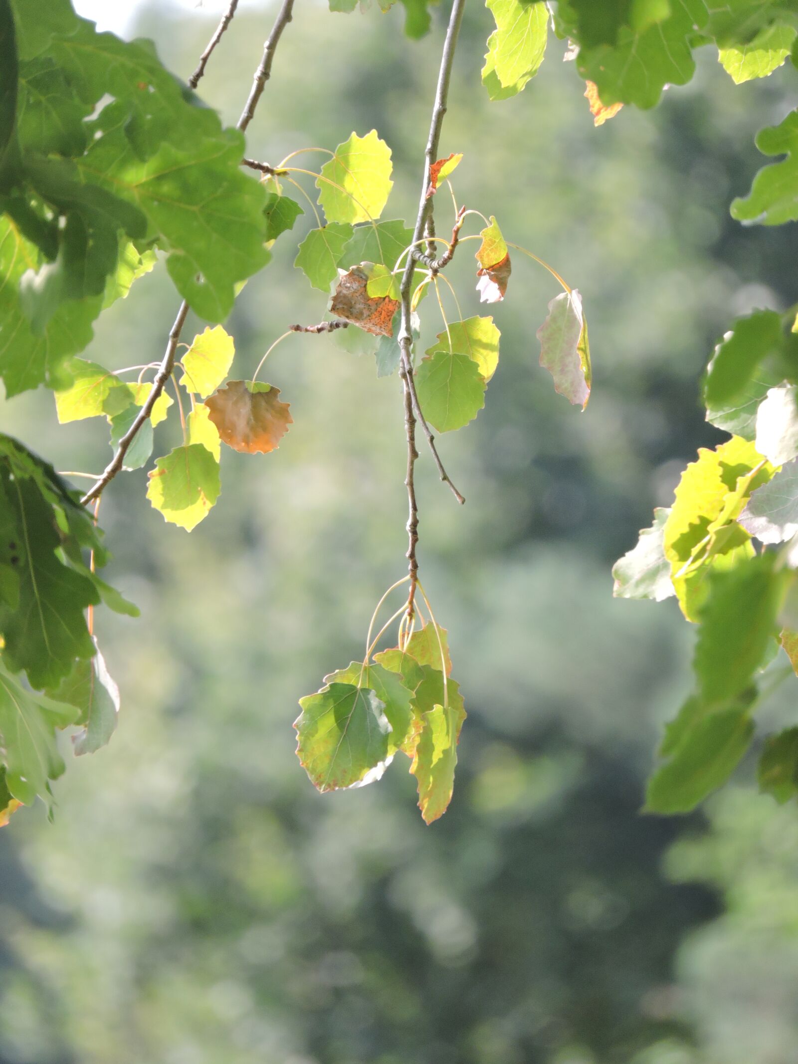 Nikon Coolpix P600 sample photo. Foliage, tree, branch photography