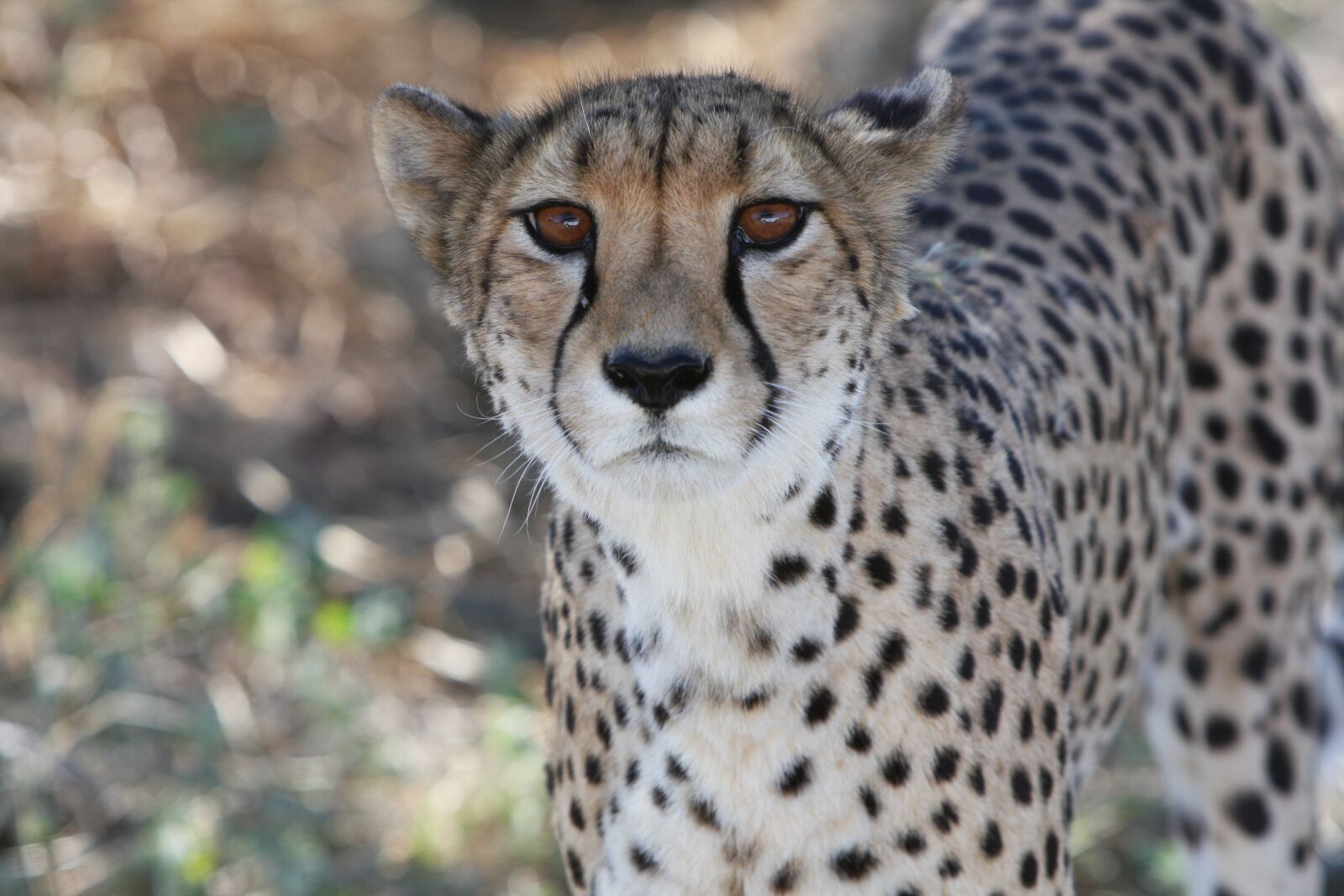 Canon EOS 40D sample photo. Cheetah, namibia, wild photography