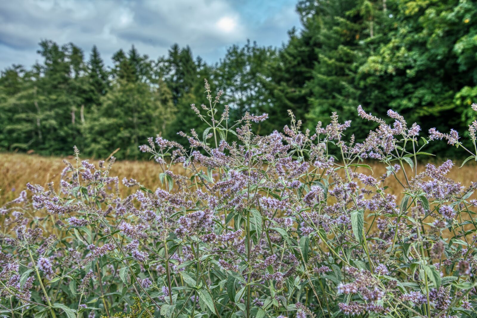 Nikon D750 sample photo. Sage, herb, spice photography