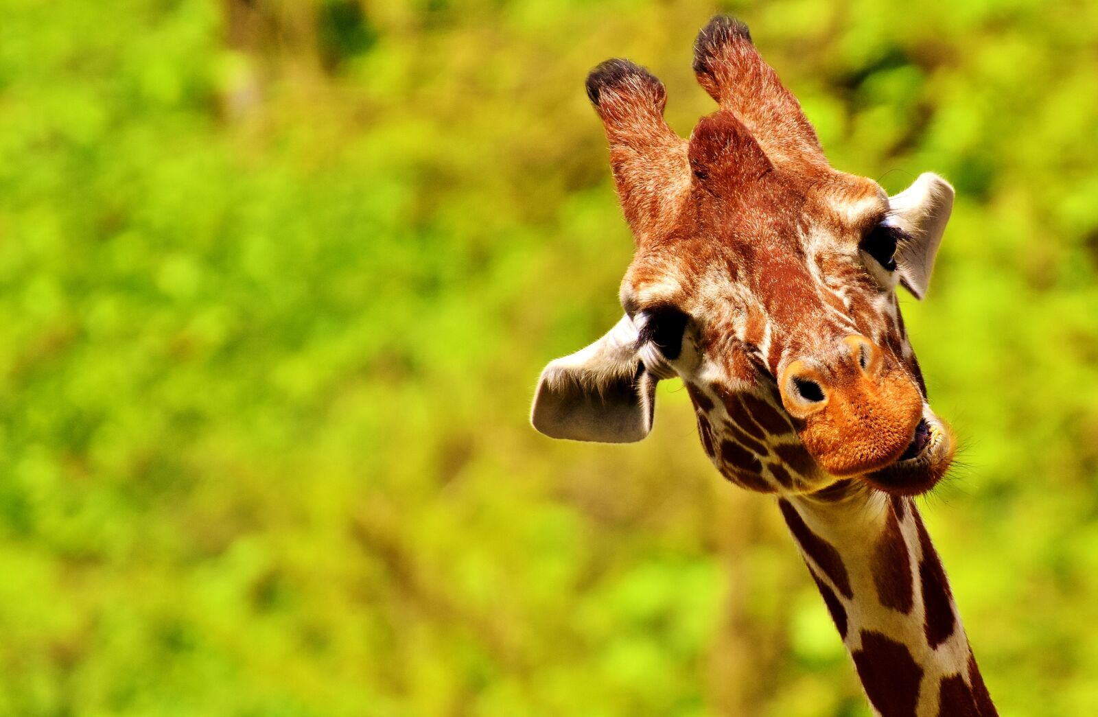 Nikon D7200 sample photo. Giraffe, funny, cute photography