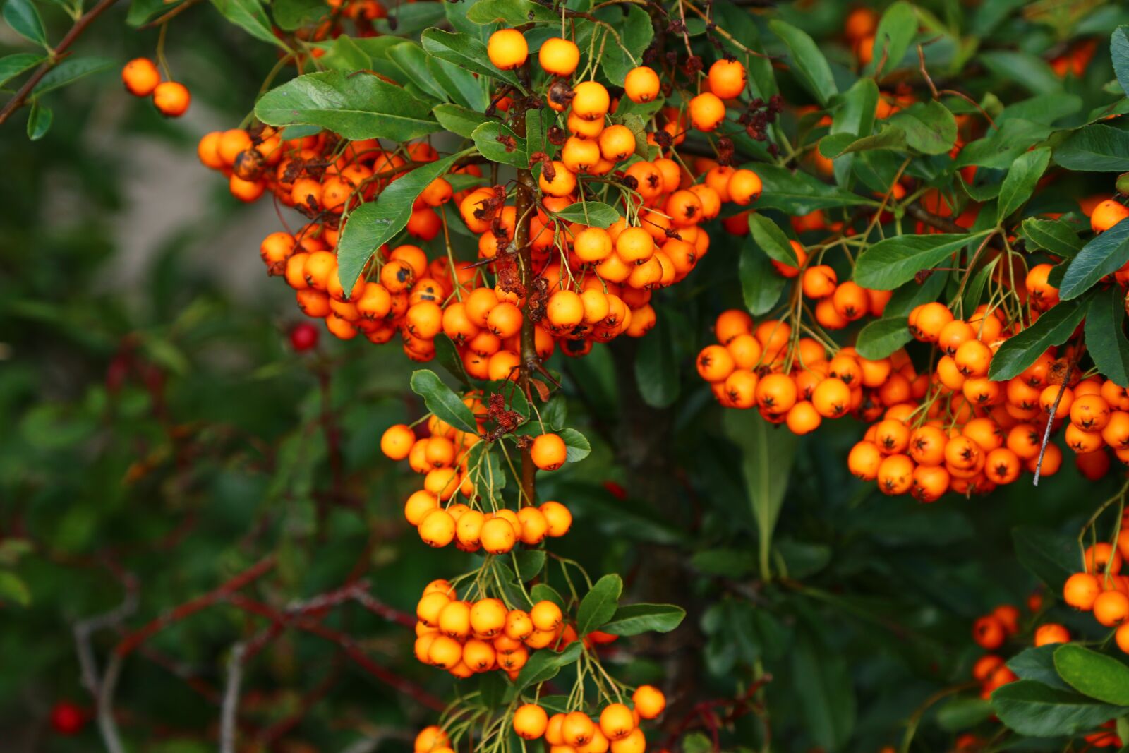 Canon EOS 70D sample photo. Nature, sea buckthorn, bush photography