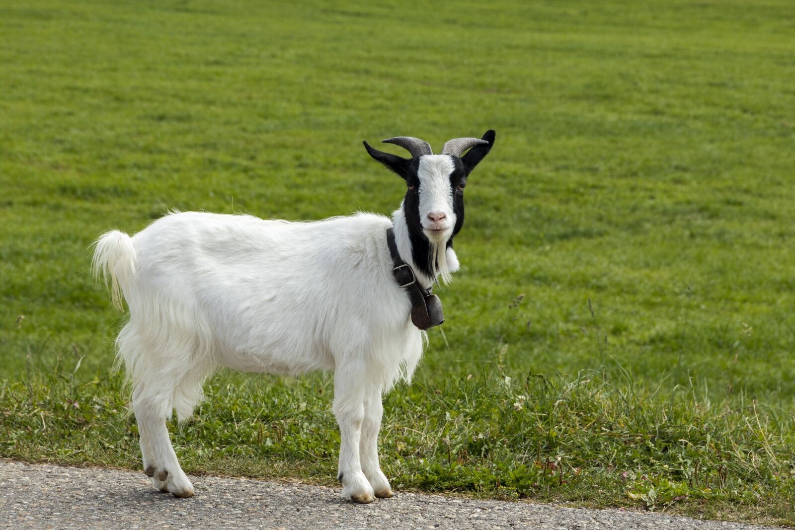 Canon EOS R sample photo. Goat, animal, horns photography