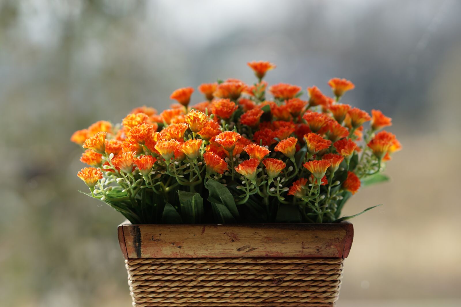 Sony a6000 sample photo. Flowers, nature, plants photography