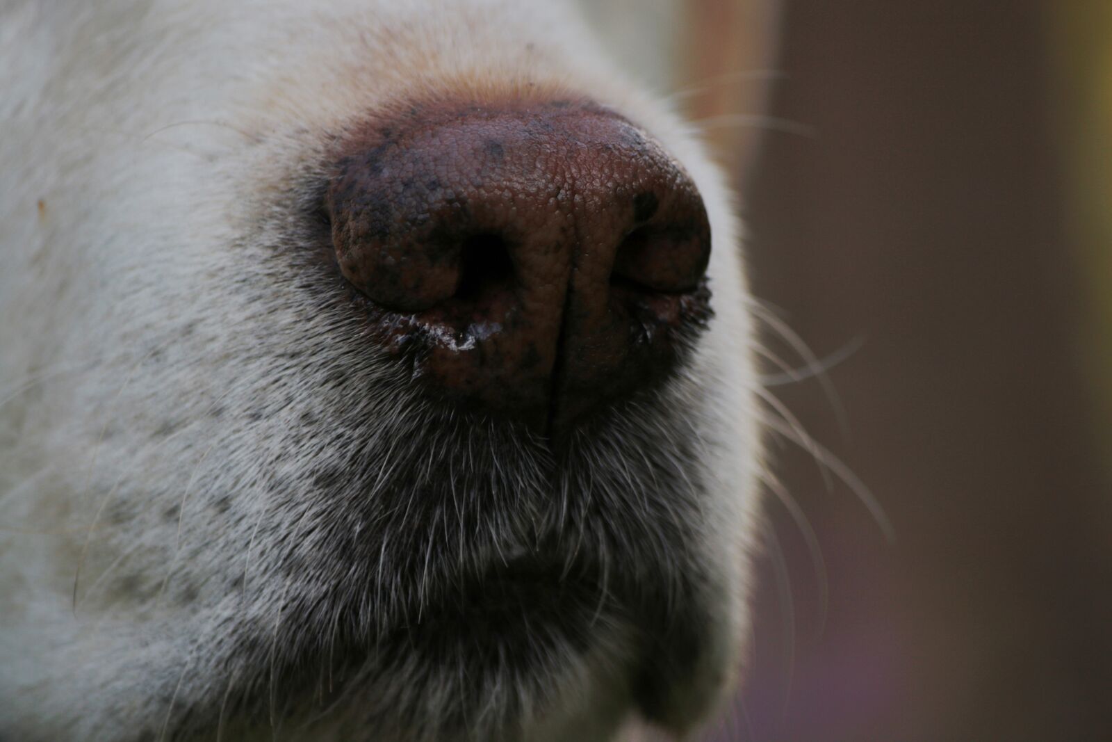 Canon EOS 7D Mark II + Canon EF-S 55-250mm F4-5.6 IS sample photo. Hondenneus, a wet nose photography