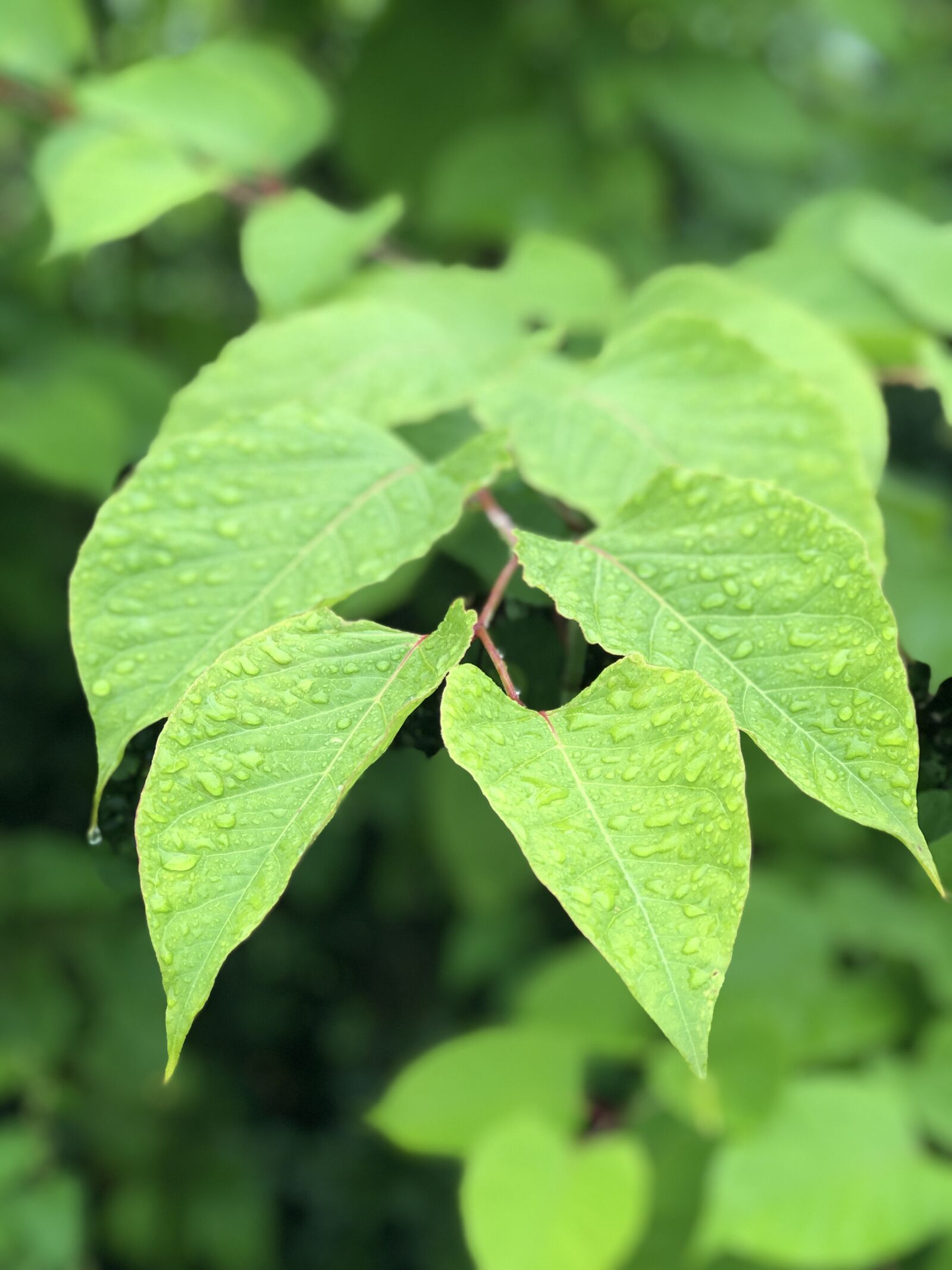 iPhone 8 Plus back dual camera 6.6mm f/2.8 sample photo. Leaves, rain, drops photography